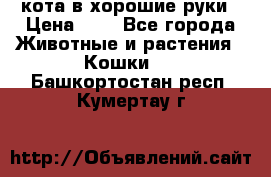кота в хорошие руки › Цена ­ 0 - Все города Животные и растения » Кошки   . Башкортостан респ.,Кумертау г.